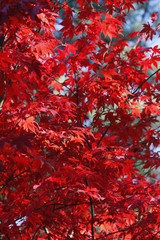 Red maple tree leaves in fall