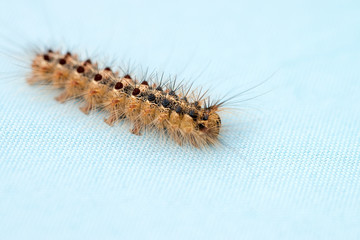 Raupe / kleine Raupe auf einem blauen Untergrund