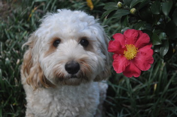 Cockapoo and flower