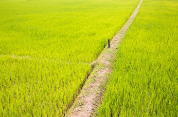 Rice field with pathway
