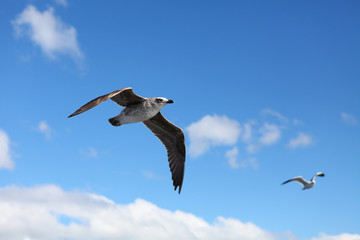 Obraz premium seagull flying in the blue sky