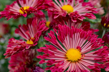Bright red flowers in the garden
