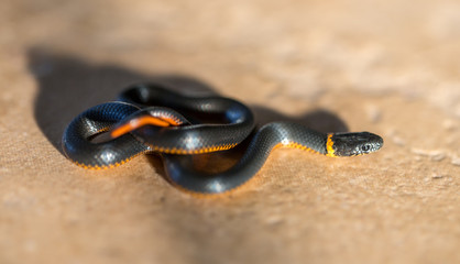 Fototapeta premium Pacific Ring-necked Snake - Diadophis punctatus amabilis. San Francisco East Bay, California, USA