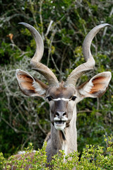 Smiling - Greater Kudu - Tragelaphus strepsiceros