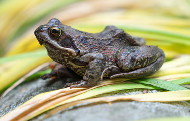 Frosch / Frosch sitzt auf einem Blatt