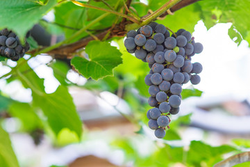 Red grapes in the vineyard