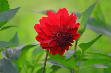 Beautiful red dahlia