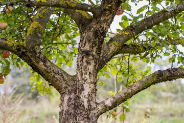 Apple tree and apples