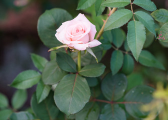 Tea roses on the green background in the garden. Macro