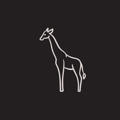 Fototapeta na wymiar Giraffe sketch icon.