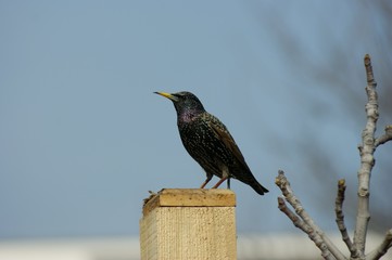 Starling. Sturnidae, bird on fence post