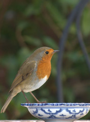 'Robin and lunch bowl' robin perched on edge of pretty dish waiting for worms