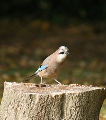 Inquisitive Jay Garrulus glandarius. on a tree stump