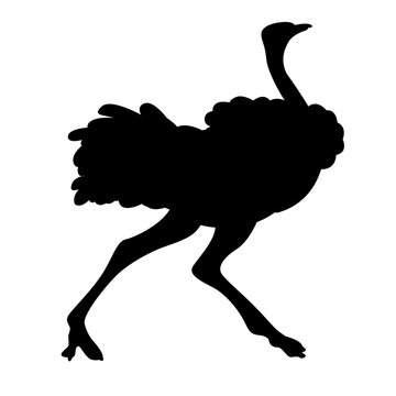 adult ostrich vector illustration black silhouette 