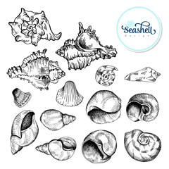 Set of black sketch seashell. Vector illustration for your design