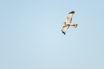 Male Northern Harrier in flight