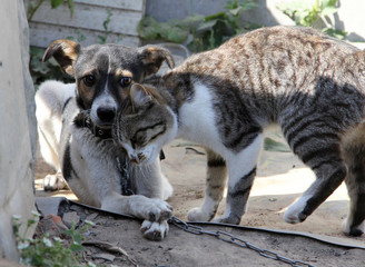 Obraz na płótnie Canvas Dog and cat together