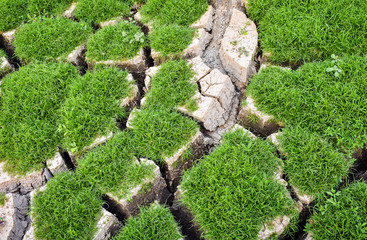 Cracked ground at the bottom of water reservoir due to dryness of drought.Small green plants start to grow after small amount rain shower.