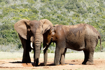 Fototapeta na wymiar Hi Brother - Two male African Bush Elephants