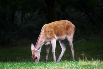 little deer in the forest
