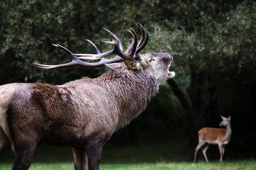 Male deer in love, roar, bellow
