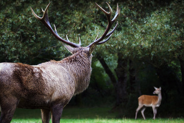 Male deer and doe in love.