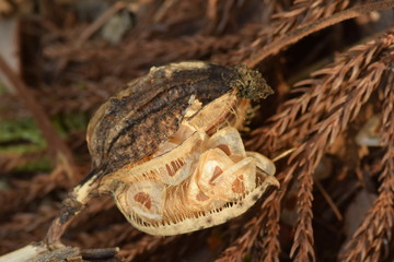 seed of Heartleaf lily