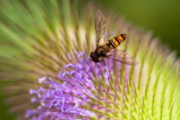 Wasp on the flower