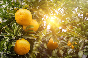 Orange tree