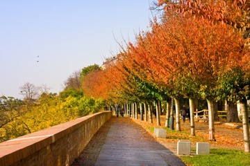 Fototapeta na wymiar autumnal walkway with chestnut trees at Castle of Budapest