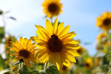 Sonnenblumen