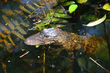 Baby gator swimming