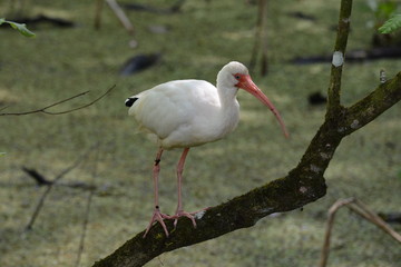 Ibis on a branch