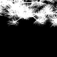 Fir tree branches background