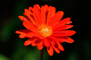 Nature: Red Gerbera daisy