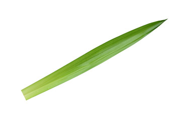 Fresh pandan leaves on white background