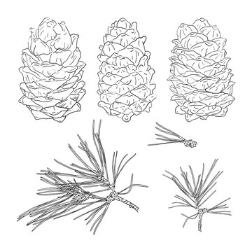 Set from fir tree branches and fir cones