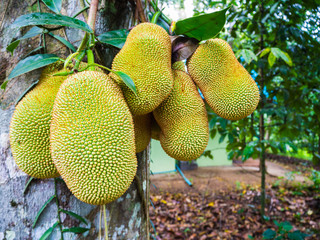 Jackfruits on jack tree; growing in a house in Thailand