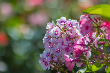 Flower.