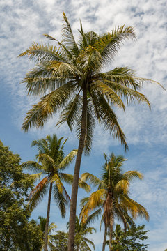 Palm near Borobudur temple complex, Java island, Indonesia