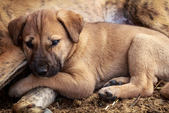 Puppy is taking rest