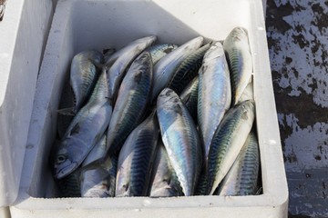 Fresh fish and shellfish in Cambrils Harbor, Tarragona, Spain.