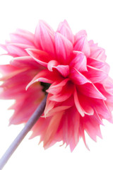 pink dahlia from the bottom on white background 