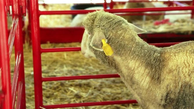 Sheep confined in pen at County Fair