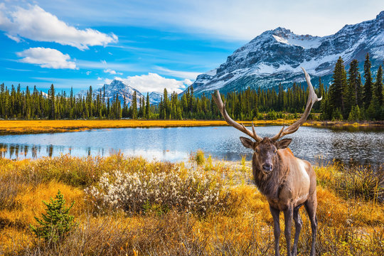 Fototapeta Magnificent red deer grazes in the grass