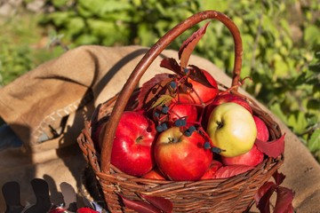 Basket with apples in the garden. Autumn harvest fruit. Basket full of Vitamin and fruit. Collecting apples.
