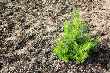 Pine tree about three years old. Text frame. Small pine tree on the sand. Aged photo. Kenozersky National Park (UNESCO Biosphere Reserve), Russia. Pine-tree sapling.