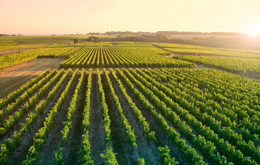 Lumière dans les vignes en France