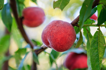 Ripe peaches on a tree close-up view