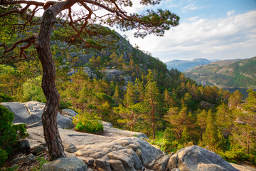 scandinavian mountain forest landscape